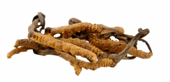 gljiva cordyceps u Gluconol